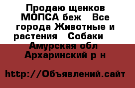 Продаю щенков МОПСА беж - Все города Животные и растения » Собаки   . Амурская обл.,Архаринский р-н